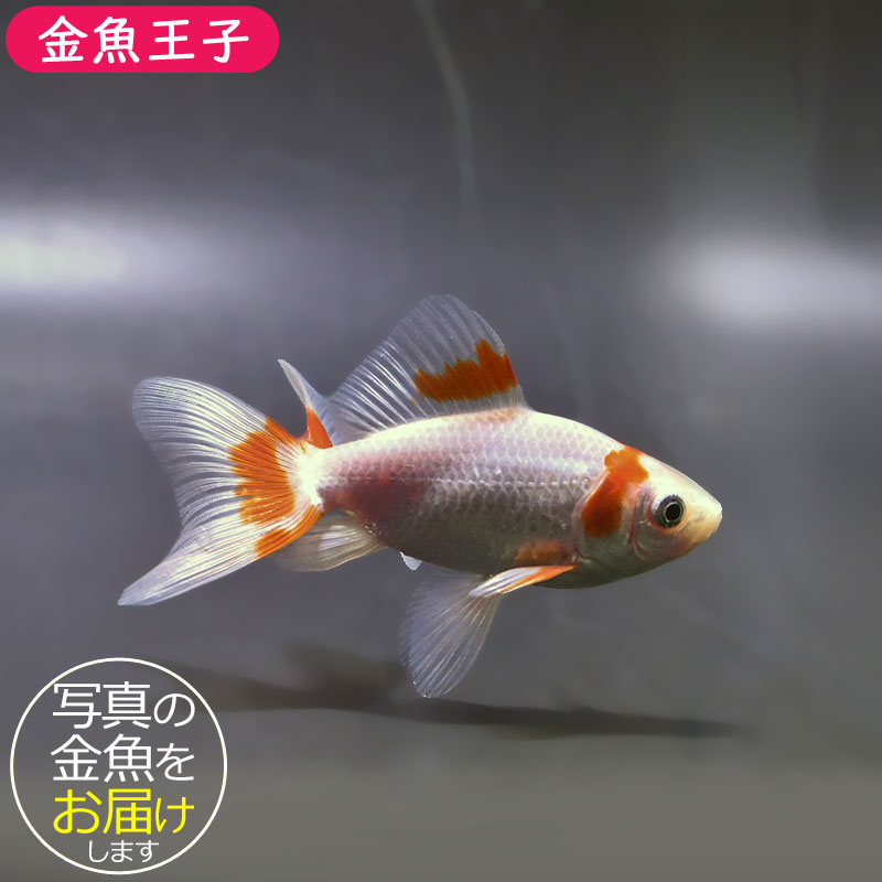 金魚王子】東海錦 9.5cm前後 (個体番号：zaq112) 金魚 きんぎょ 生体