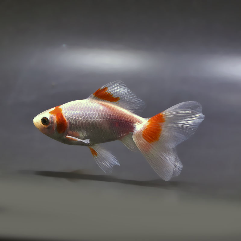 金魚王子】東海錦 9.5cm前後 (個体番号：zaq112) 金魚 きんぎょ 生体