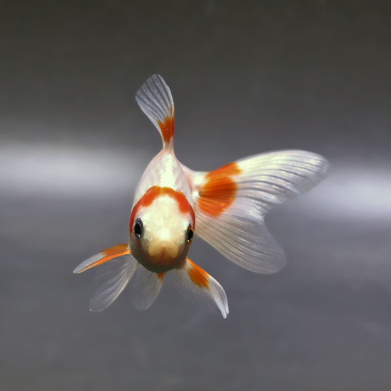 金魚王子】東海錦 9.5cm前後 (個体番号：zaq112) 金魚 きんぎょ 生体