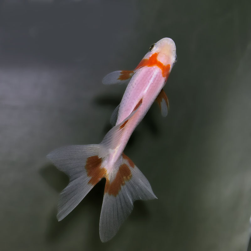 特38 ①金魚 (使用済み、12種完) 金魚王子】東海錦 9.5cm前後 (個体番号：zaq112) 金魚 きんぎょ 生体
