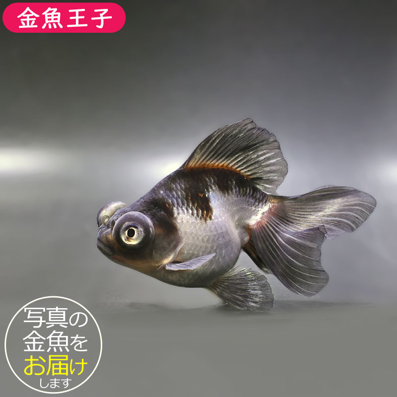 金魚王子】三色蝶尾 11±1cm前後 (個体番号：zaq284) 金魚 きんぎょ