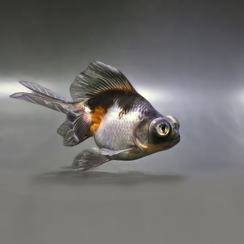 金魚王子】三色蝶尾 11±1cm前後 (個体番号：zaq284) 金魚 きんぎょ