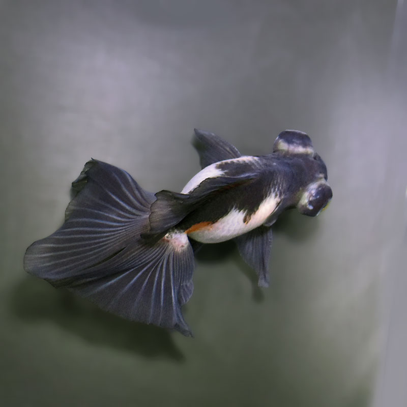 金魚王子】三色蝶尾 11±1cm前後 (個体番号：zaq284) 金魚 きんぎょ