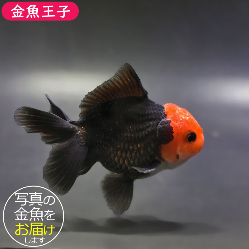 金魚　様 金魚王子】トリカラーオランダ 9±1cm前後 (個体番号：zaq653) 金魚