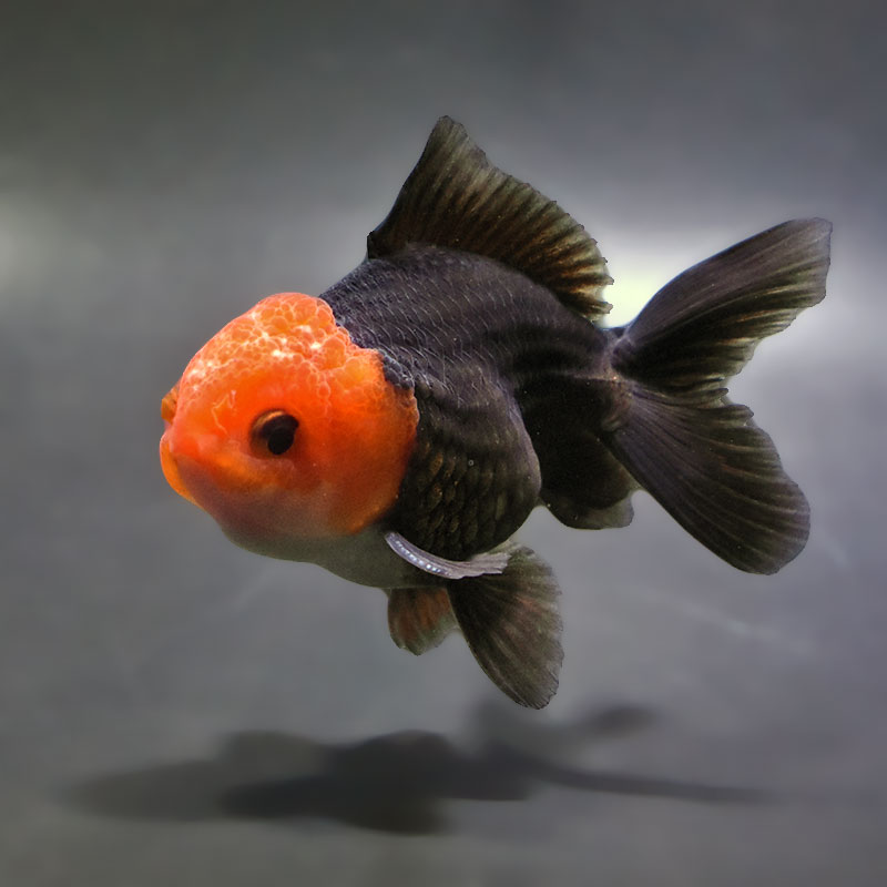 金魚王子】トリカラーオランダ 9±1cm前後 (個体番号：zaq653) 金魚