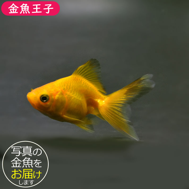 6割引【人生大逆転！一撃で金運上昇✨】富と繁栄✨3333日祈祷✨金龍様と弁財天様 金魚王子】黄金琉金 6.5cm前後 (個体番号：cde223) 金魚