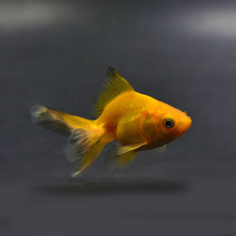 6割引【人生大逆転！一撃で金運上昇✨】富と繁栄✨3333日祈祷✨金龍様と弁財天様 最強無敵2025龍王＋数字35】金運の最高峰！金雲から昇る龍神様と