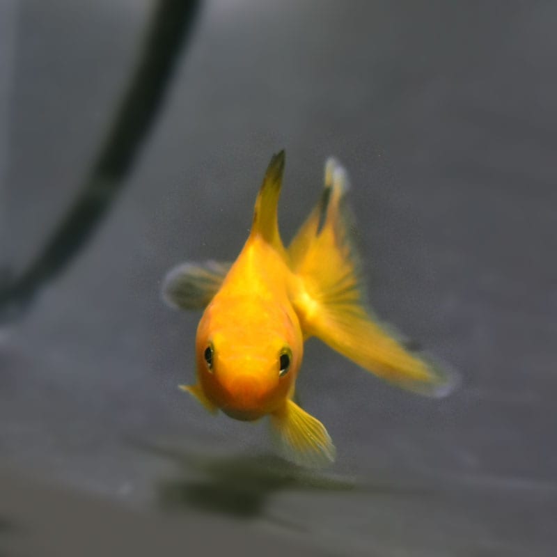 【金魚王子】黄金琉金  6.5cm前後 (個体番号：cde223) 金魚 きんぎょ 生体 琉金 厳選個体