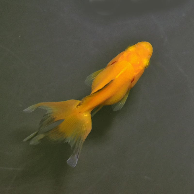 6割引【人生大逆転！一撃で金運上昇✨】富と繁栄✨3333日祈祷✨金龍様と弁財天様 最強無敵2025龍王＋数字35】金運の最高峰！金雲から昇る龍神様と