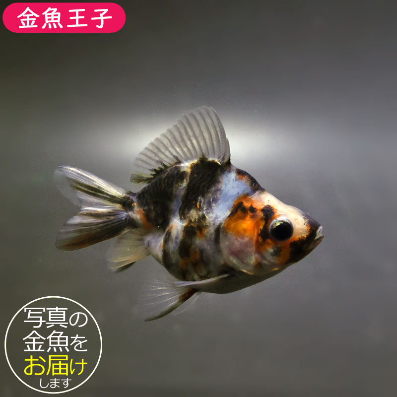 【金魚王子】琉金 (変わり柄/ショートテールタイプ) 6.5±1cm前後 (個体番号:cde407) 金魚 きんぎょ 生体 琉金 厳選個体