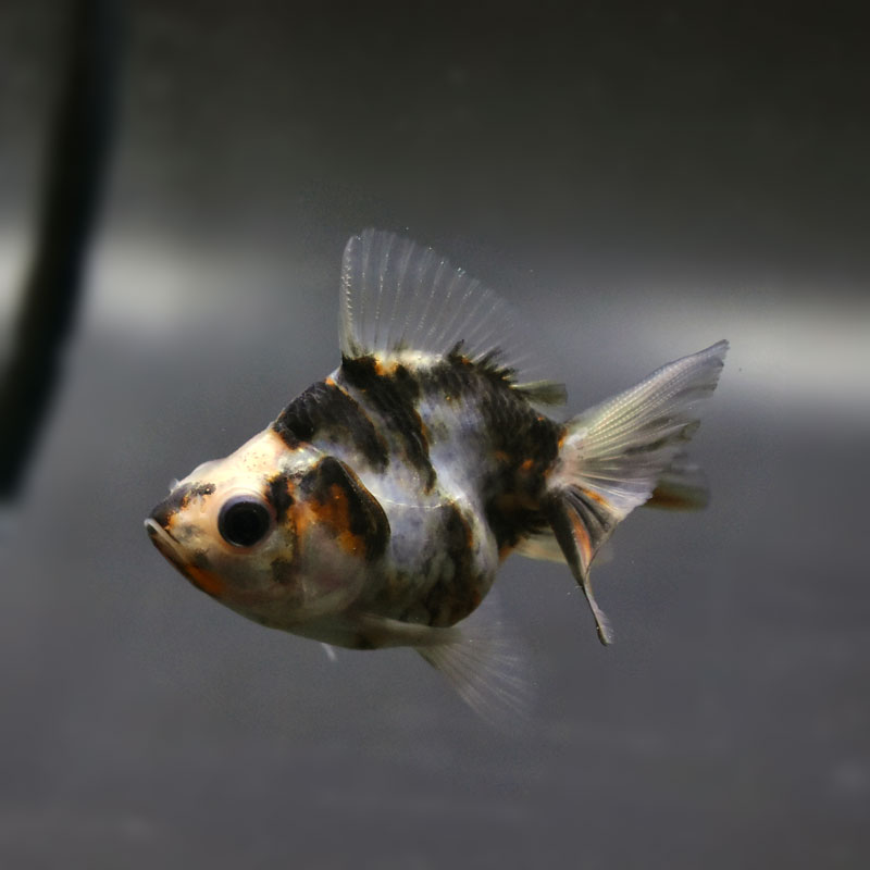コ*魚様 ゲベとその飼い主(DZ-SS04/002 RRR) × 3枚 ベタ ショーベタ オス アルマゲドン 03M0925-077 生体 熱帯魚