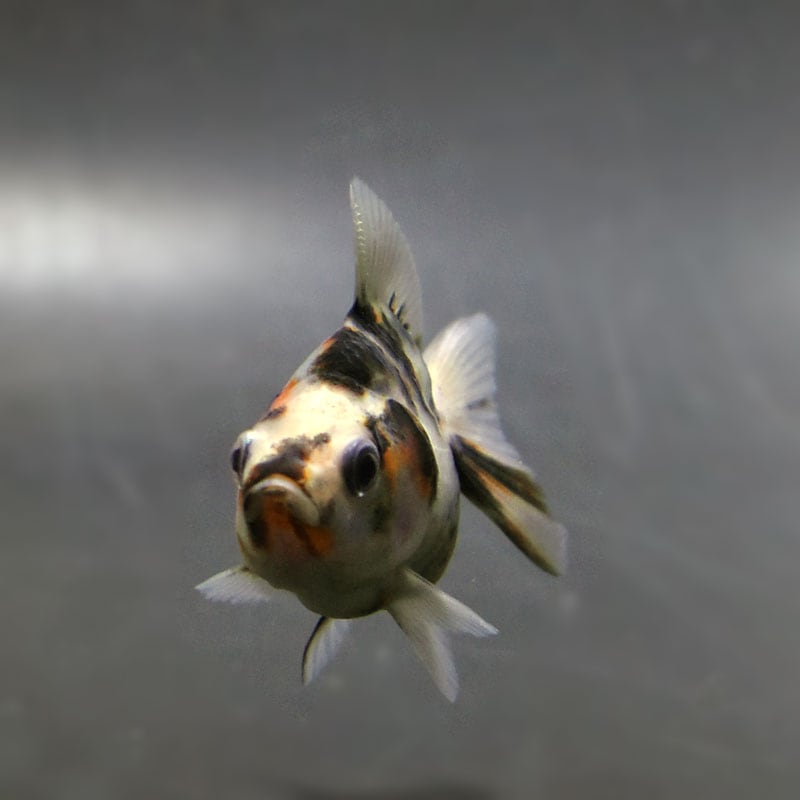 【金魚王子】琉金 (変わり柄/ショートテールタイプ) 6.5±1cm前後 (個体番号:cde407) 金魚 きんぎょ 生体 琉金 厳選個体