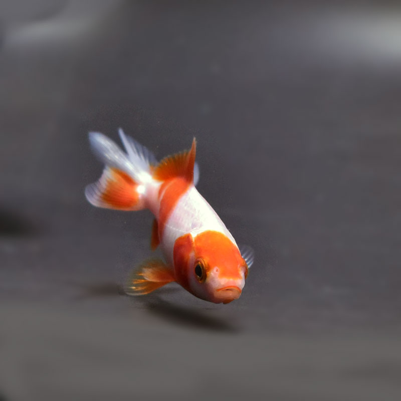 魚くん 様@KC x 2 金魚王子】更紗三ツ尾和金 7.5～8cm前後 (個体番号：cde572