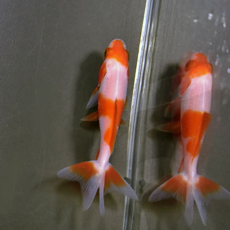 きんぎょさま専用 dショッピング |水作 水槽セット NEW きんぎょファミリー L