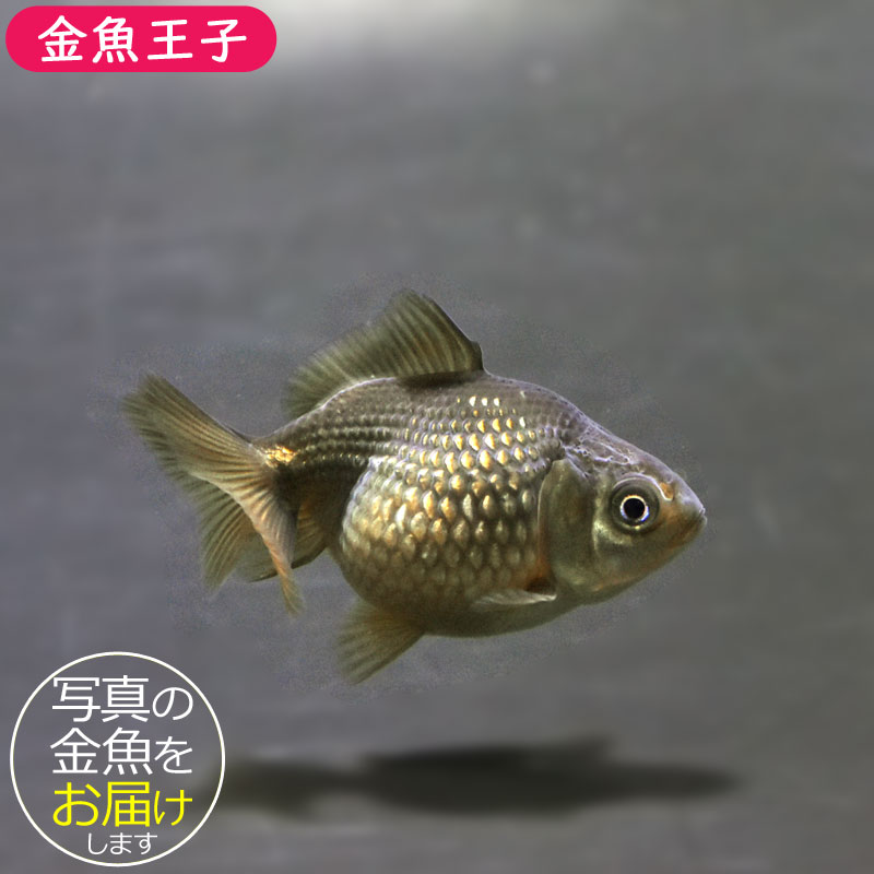 金魚王子】ピンポンパール（フナ色）5±1cm前後 (個体番号：cde899