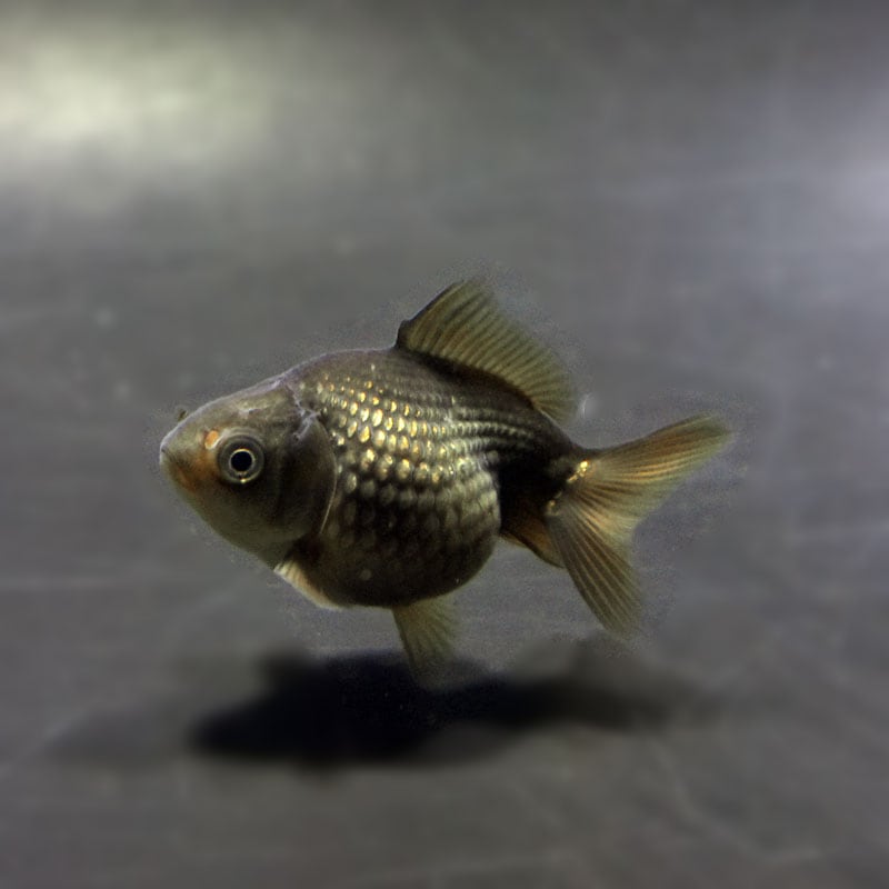 金魚王子】ピンポンパール（フナ色）5±1cm前後 (個体番号：cde899