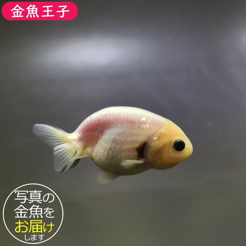 金魚王子】ベビーらんちゅう 7±1cm前後 (個体番号：xsw685) 金魚