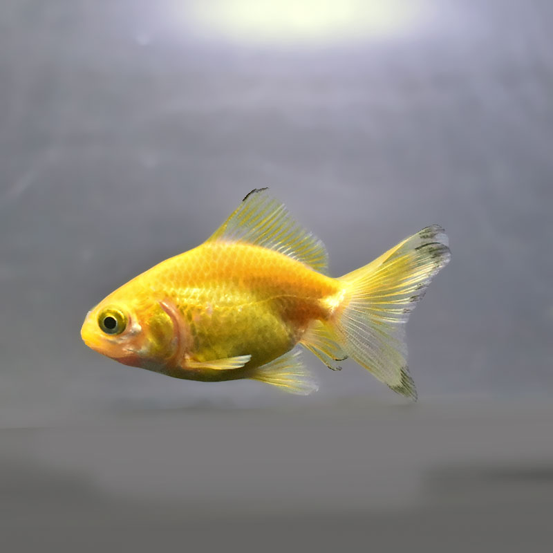 金魚王子】黄金琉金 6~6.5cm前後 (個体番号:xsw835) 金魚 きんぎょ 金魚王子】黄金琉金 6~6.5cm前後 (個体番号:xsw835) 金魚 きんぎょ