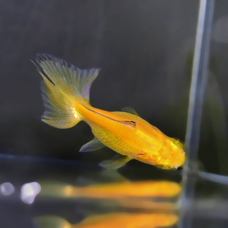 金魚王子】黄金琉金 6～6.5cm前後 (個体番号：xsw835) 金魚 きんぎょ