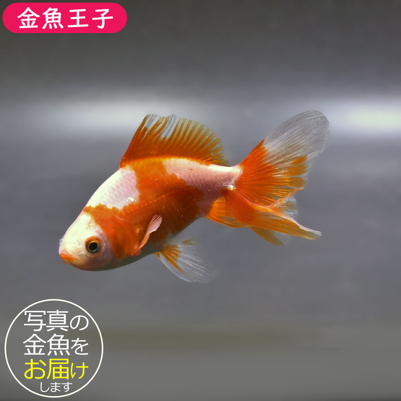 金魚王子】東海錦 9cm前後 (個体番号：zaq113) 金魚 きんぎょ 生体 地