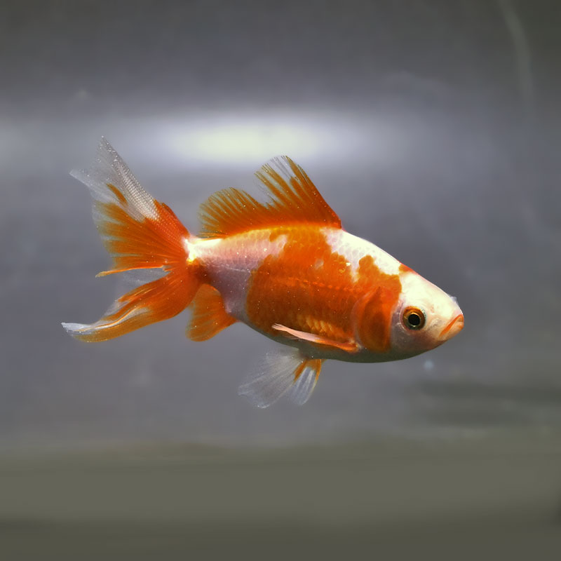 金魚王子】東海錦 9cm前後 (個体番号：zaq113) 金魚 きんぎょ 生体 地