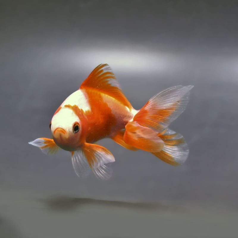 金魚王子】東海錦 9cm前後 (個体番号：zaq113) 金魚 きんぎょ 生体 地