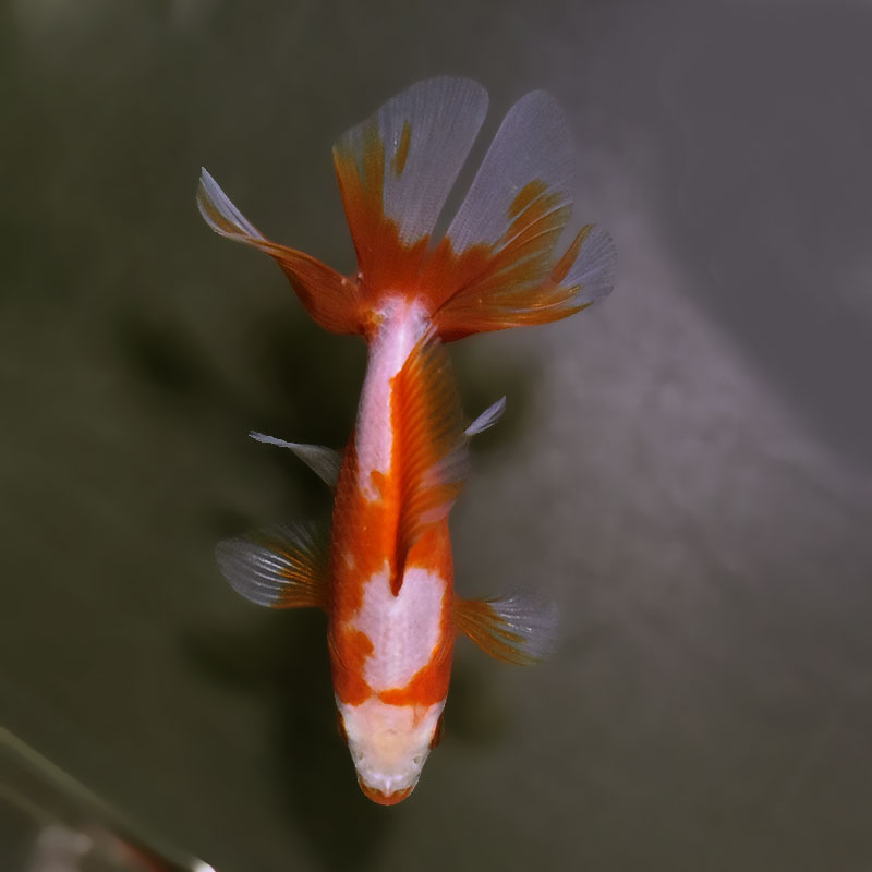 金魚王子】東海錦 9cm前後 (個体番号：zaq113) 金魚 きんぎょ 生体 地