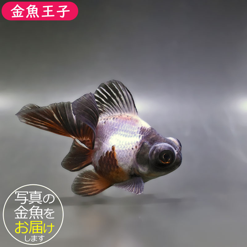 金魚王子】三色蝶尾 11±1cm前後 (個体番号：zaq285) 金魚 きんぎょ