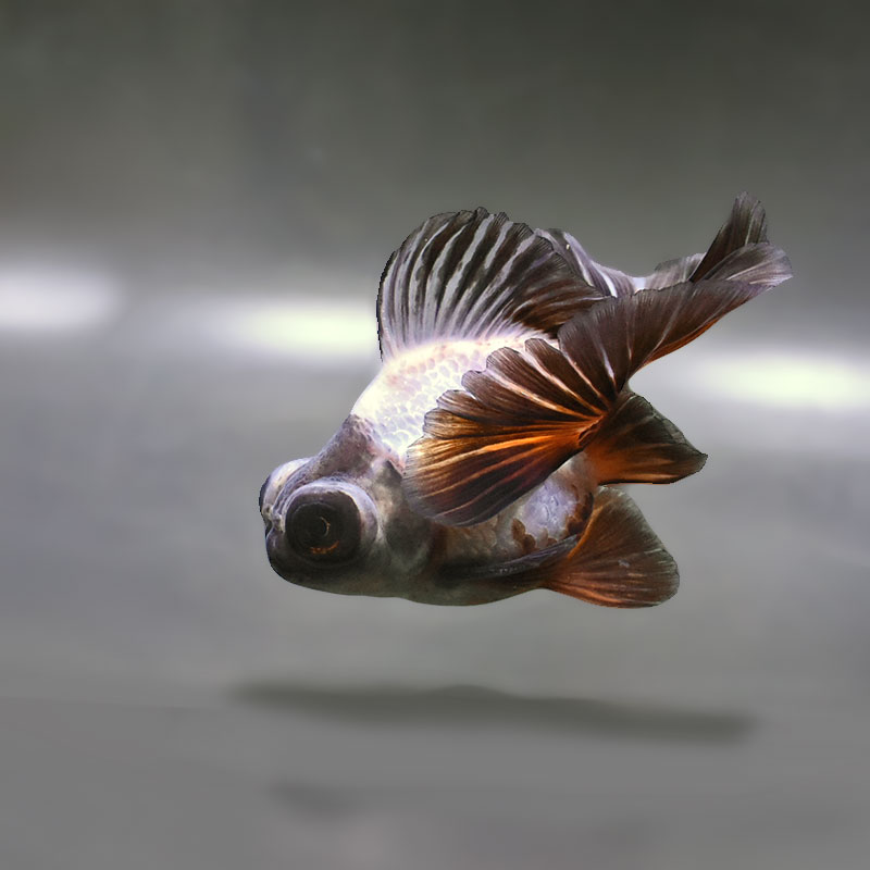 金魚王子】三色蝶尾 11±1cm前後 (個体番号：zaq285) 金魚 きんぎょ