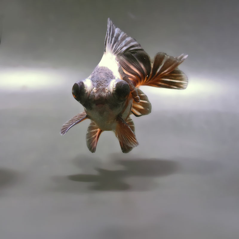 金魚王子】三色蝶尾 11±1cm前後 (個体番号：zaq285) 金魚 きんぎょ