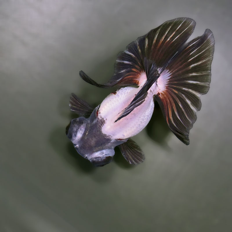 金魚王子】三色蝶尾 11±1cm前後 (個体番号：zaq285) 金魚 きんぎょ