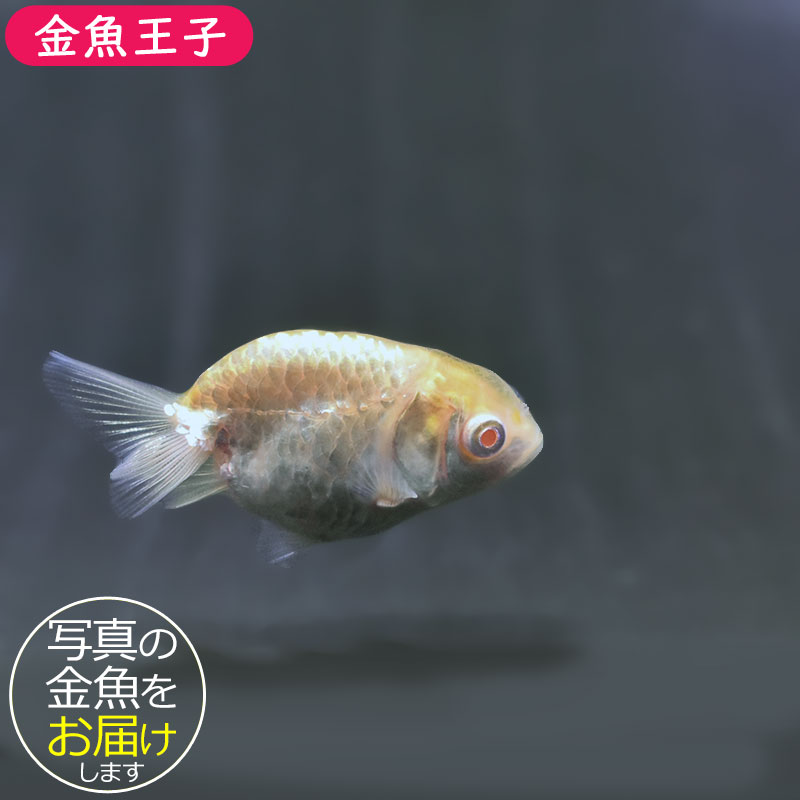 銀魚のフンコロガシ様 金魚王子】アルビノドラゴンスケールらんちゅう 4～5cm前後 (個体番号