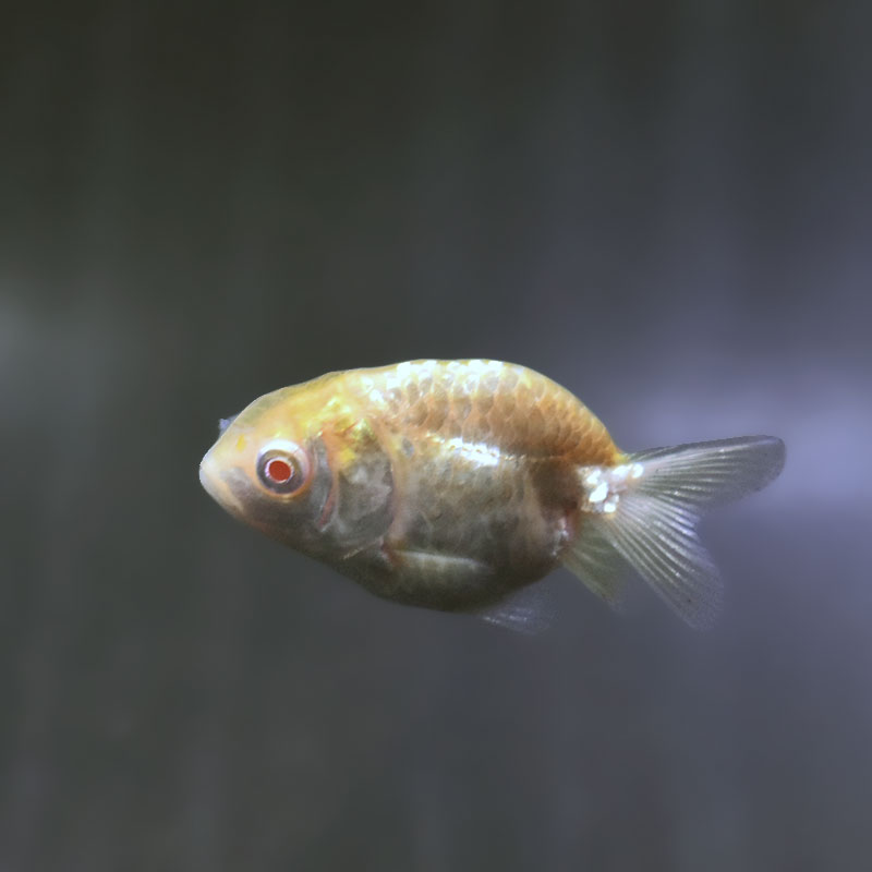 金魚王子】アルビノドラゴンスケールらんちゅう 4～5cm前後 (個体番号
