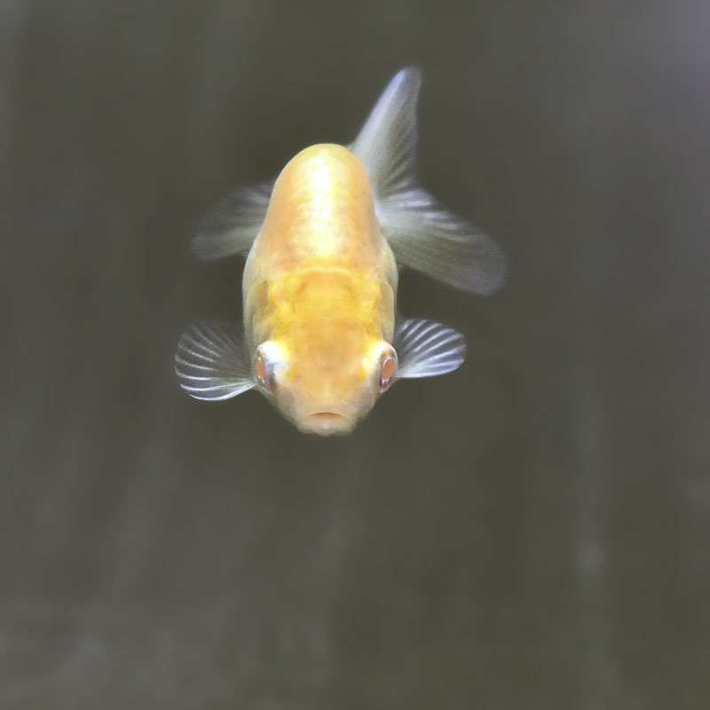 金魚王子】アルビノドラゴンスケールらんちゅう 4～5cm前後 (個体番号