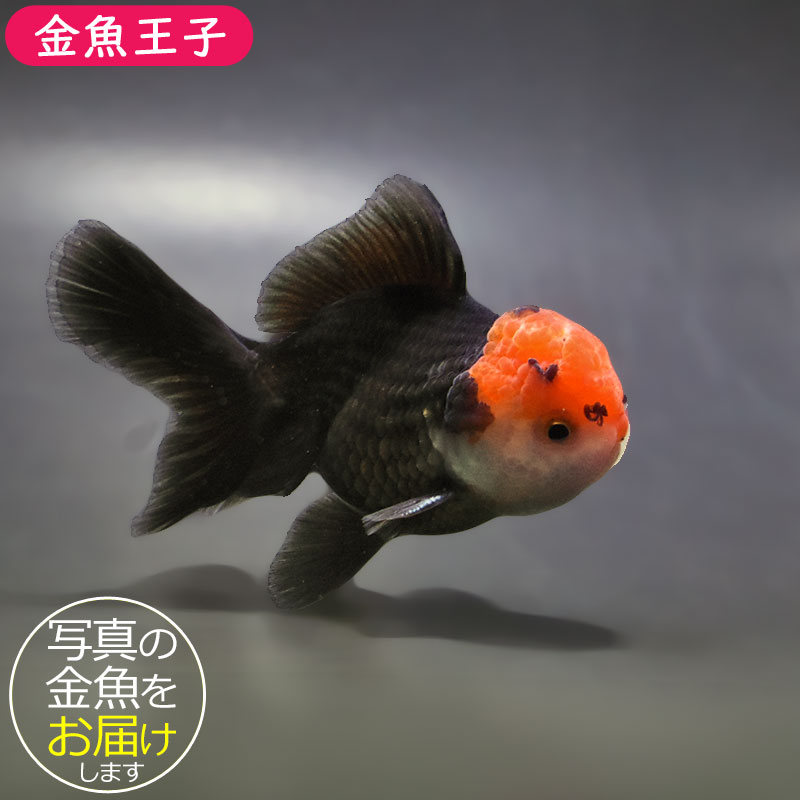金魚王子】トリカラーオランダ 9±1cm前後 (個体番号：zaq654) 金魚