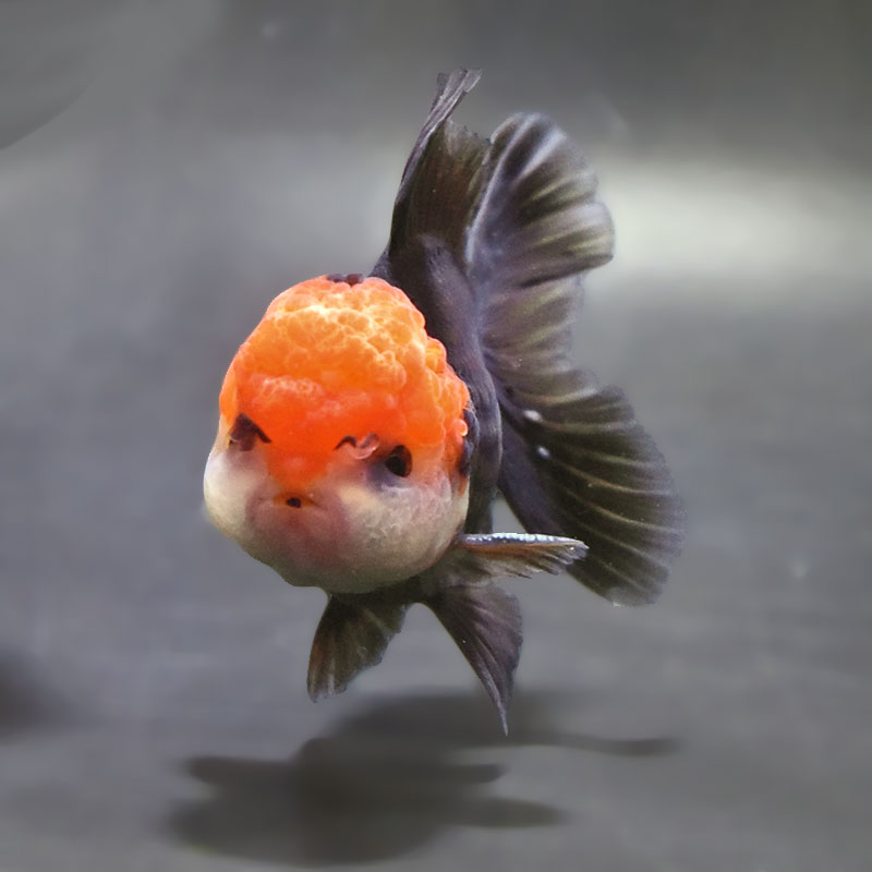 金魚王子】トリカラーオランダ 9±1cm前後 (個体番号：zaq654) 金魚