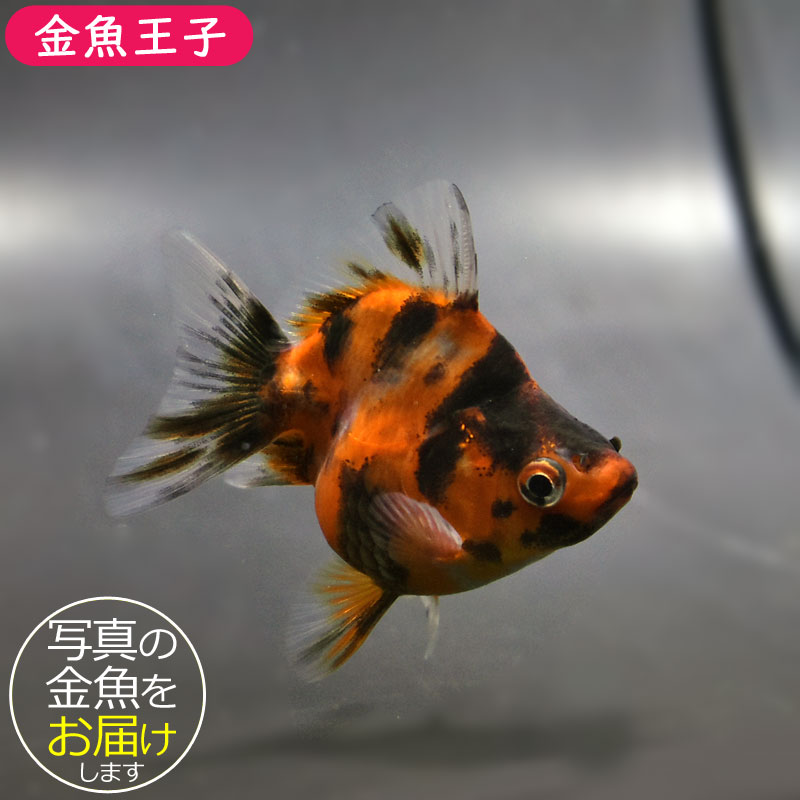 金魚　様 楽天市場】【金魚王子】水墨蝶尾 8cm前後 (個体番号：vfr581