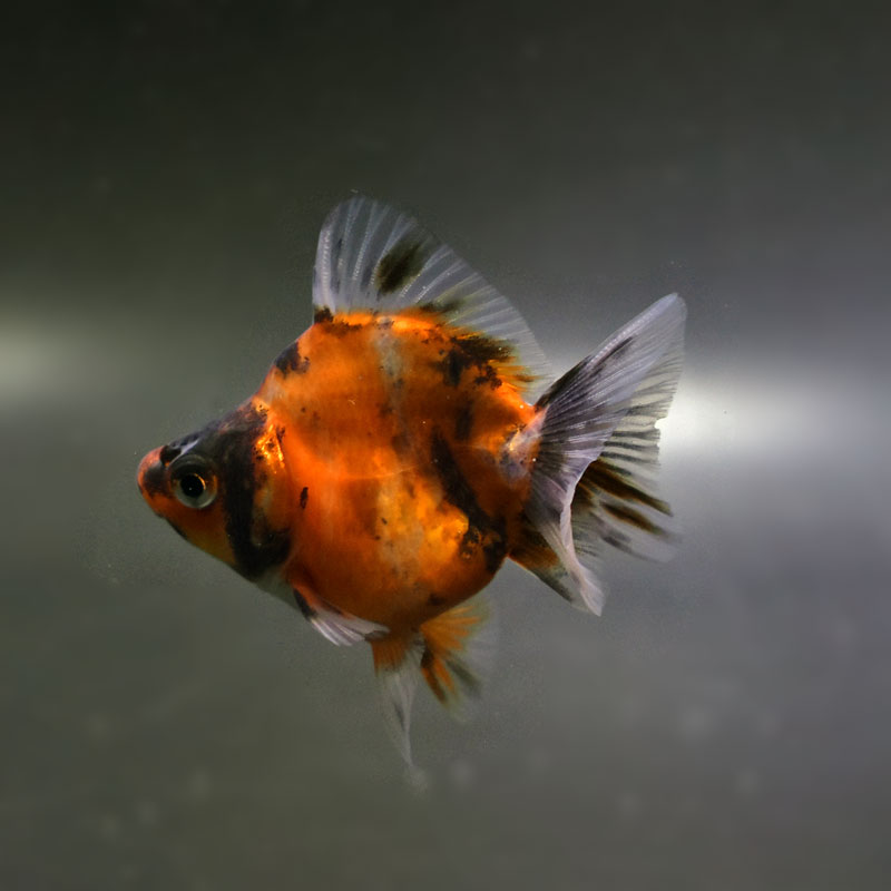金魚王子】琉金 (変わり柄／ショートテールタイプ) 6.5±1cm前後