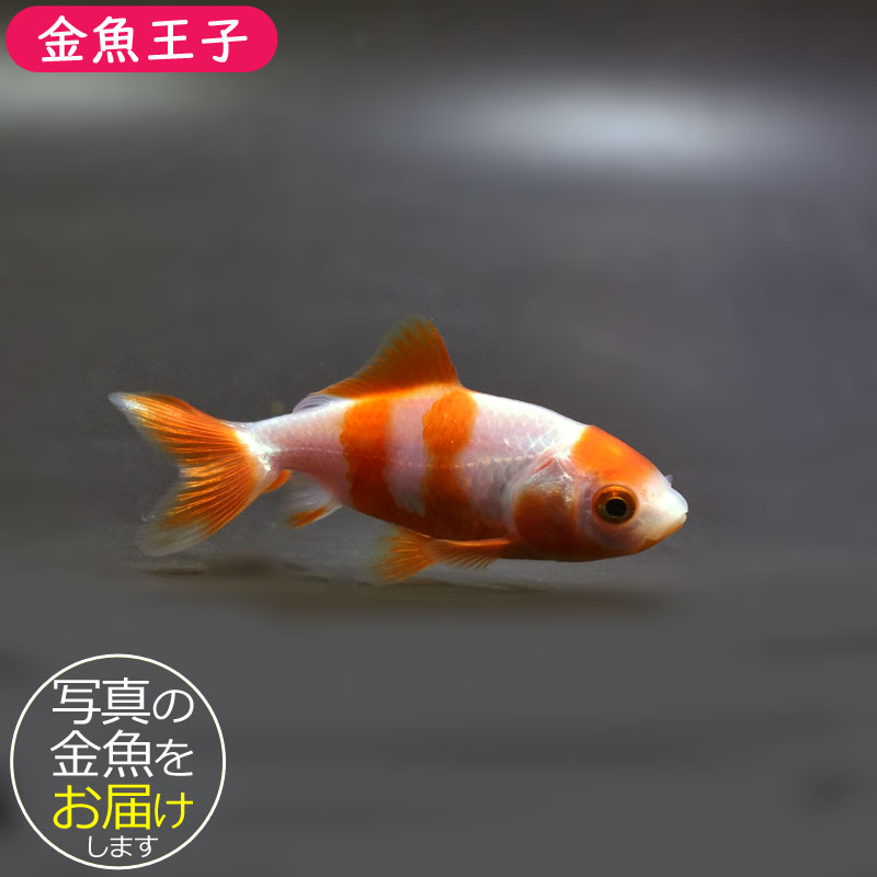 三鯉魚 錦鯉 大正三色 52 | HANSA
