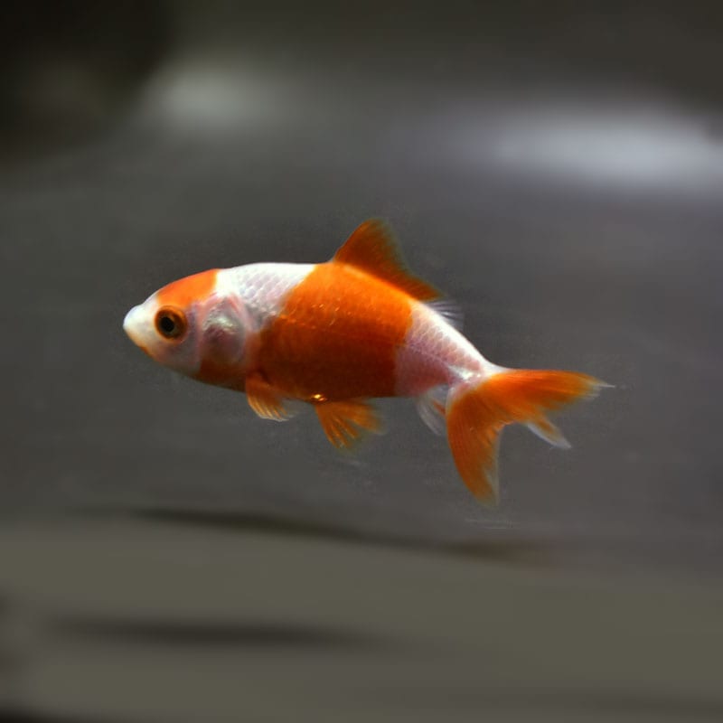 金魚王子】更紗三ツ尾和金 7.5～8cm前後 (個体番号：cde573