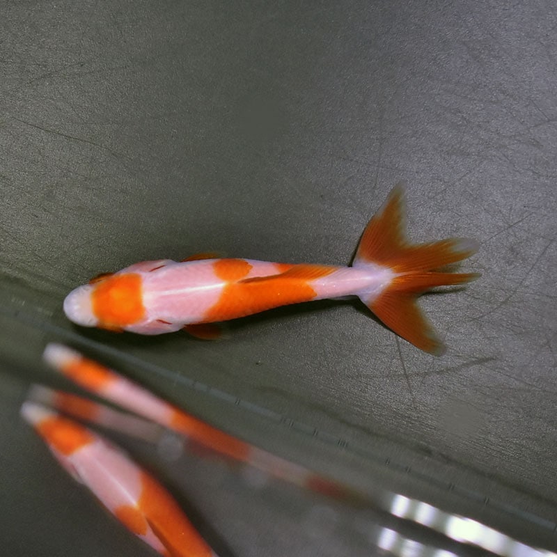 『きんぎょ』 金魚王子】変わり柄水泡眼 8±1cm前後 (個体番号：cde625) 金魚