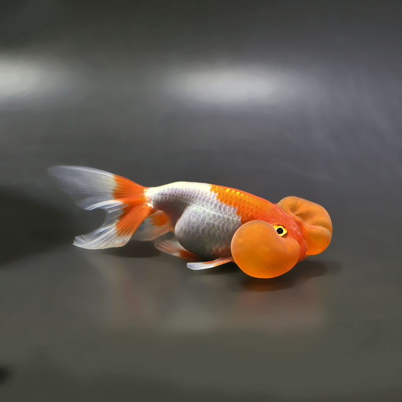 金魚王子】更紗水泡眼 12±1cm前後 (個体番号：xsw324) 金魚 きんぎょ