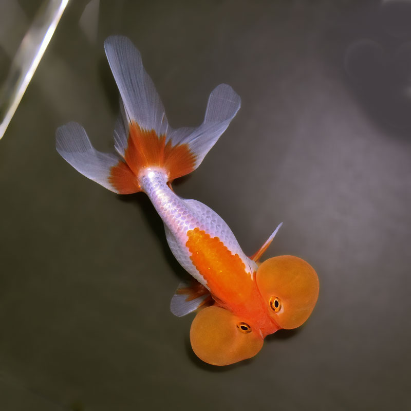 金魚王子】更紗水泡眼 12±1cm前後 (個体番号：xsw324) 金魚 きんぎょ