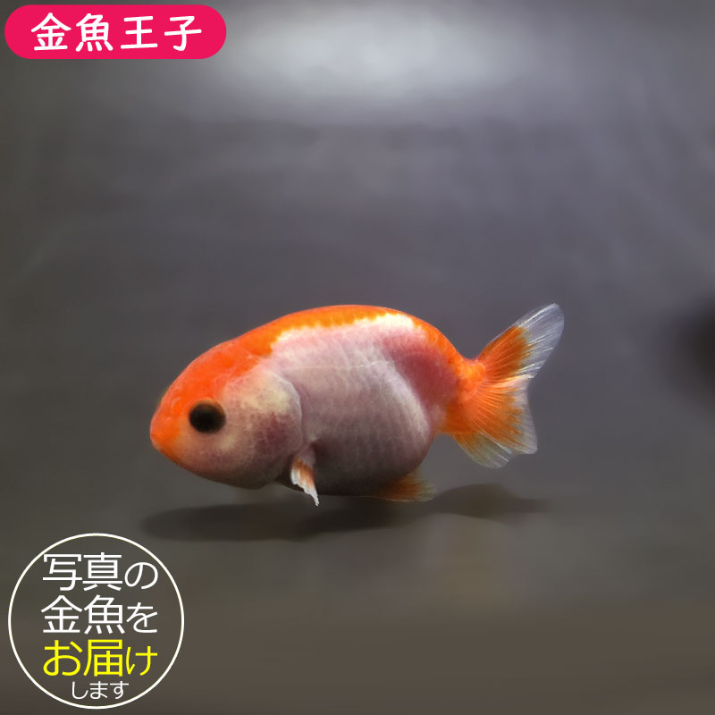 らんちゅう他 金魚王子】ベビーらんちゅう 7±1cm前後 (個体番号：xsw686) 金魚