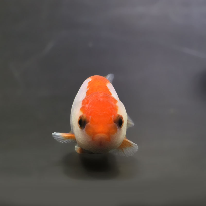 金魚王子】ベビーらんちゅう 7±1cm前後 (個体番号：xsw686) 金魚