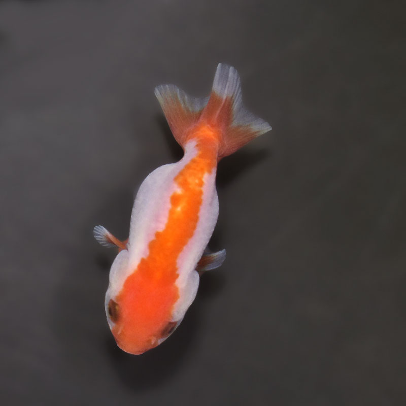 らんちゅう他 金魚王子】ベビーらんちゅう 7±1cm前後 (個体番号：xsw686) 金魚