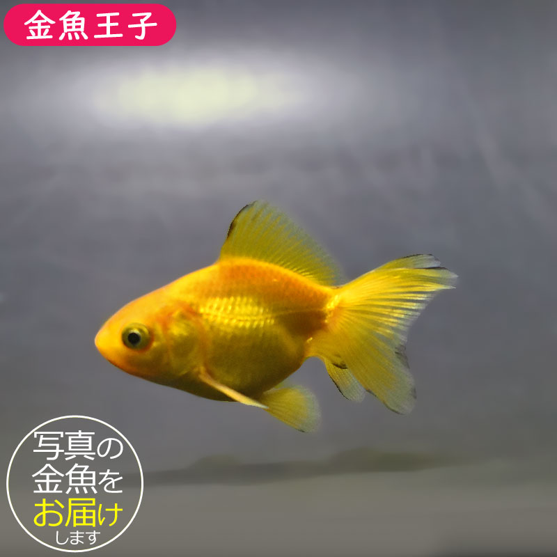 金魚 金魚王子】黄金琉金 6～6.5cm前後 (個体番号：xsw836) 金魚 きんぎょ