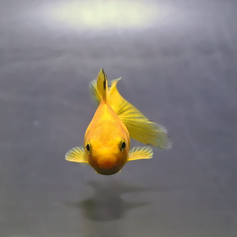 金魚王子】黄金琉金 6～6.5cm前後 (個体番号：xsw836) 金魚 きんぎょ