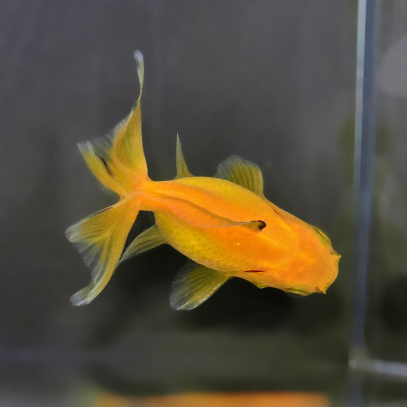 金魚王子】黄金琉金 6～6.5cm前後 (個体番号：xsw836) 金魚 きんぎょ
