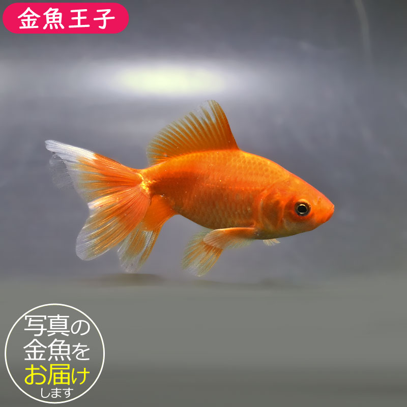 金魚　様 金魚王子】東海錦 10cm前後 (個体番号：zaq114) 金魚 きんぎょ 生体 地